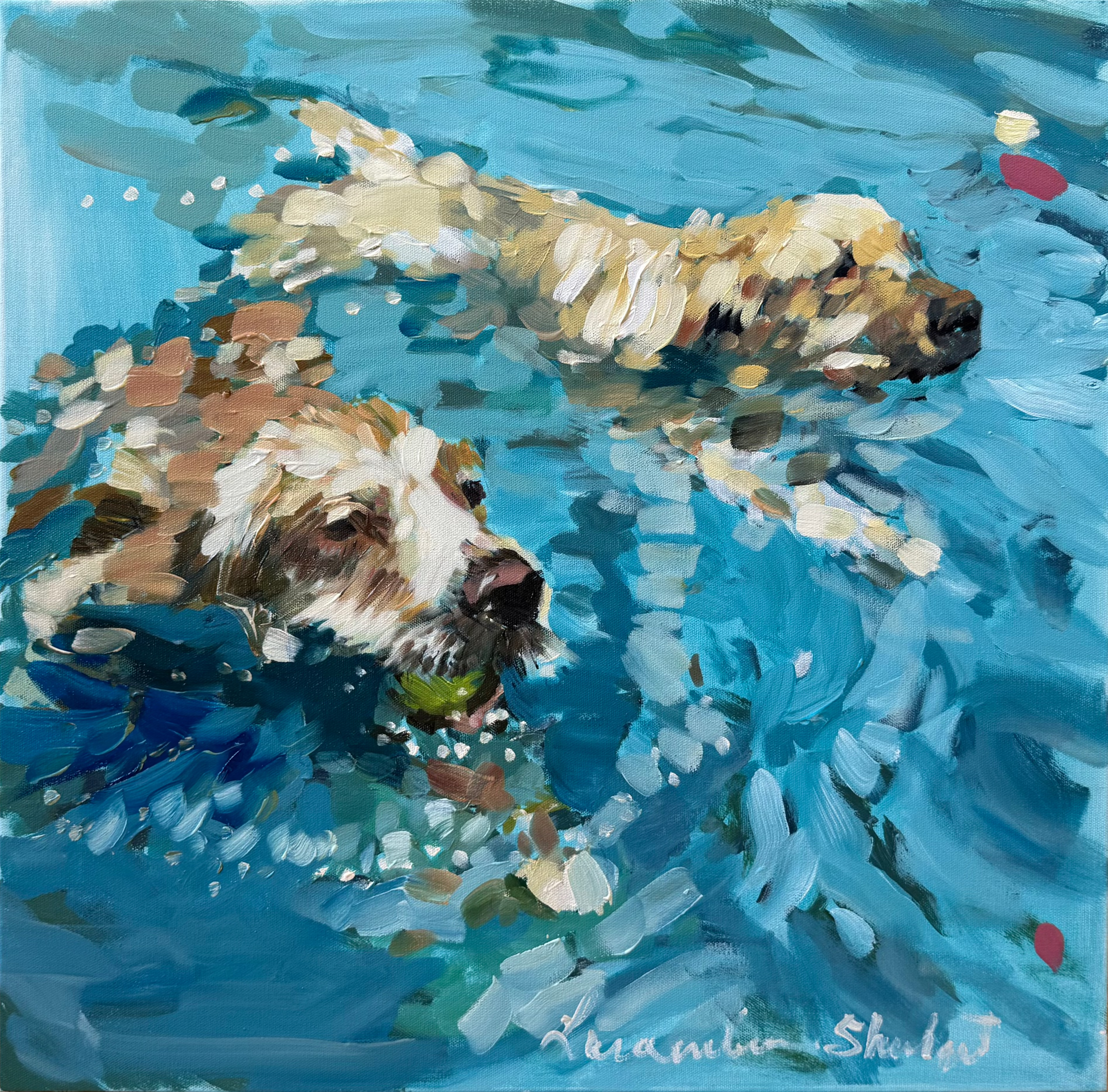 Dogs Swimming