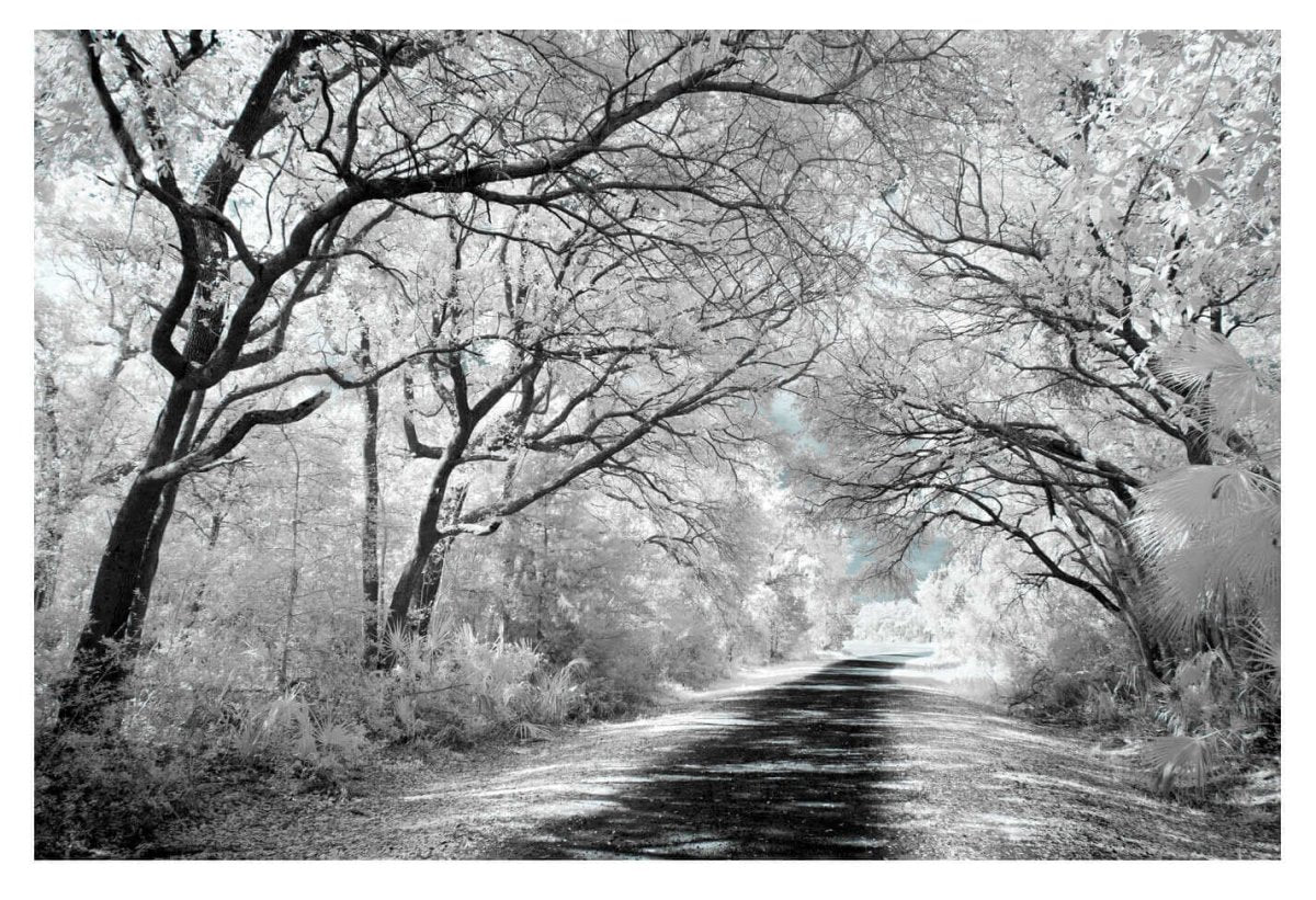 Infrared Light Study by Scott Henderson at LePrince Galleries